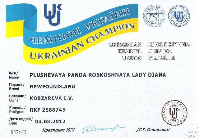 Фото: ньюфаундленд Плюшевая Панда Роскошная Леди Диана (Plushevaya Panda Roskoshnaya Lady Diana)