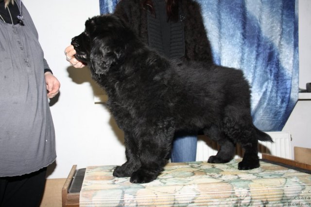 Фото: ньюфаундленд Фанньюф Тинкербель Сказочная Принцесса