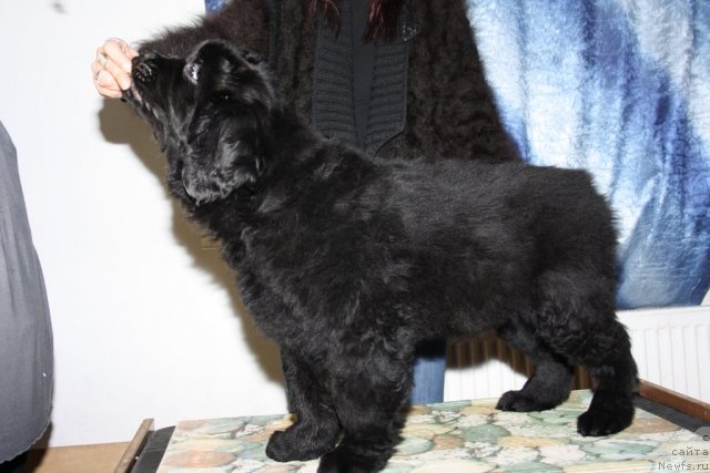 Фотография № 88879