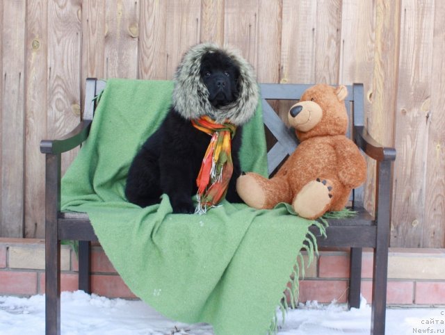 Фото: ньюфаундленд Акватория Келвин Турандот