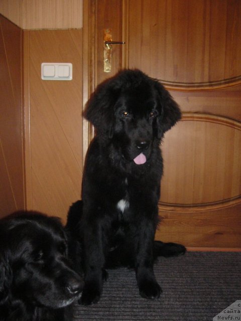 Фото: ньюфаундленд Питерньюф Нота Бене (Piternyuf Nota Bene)