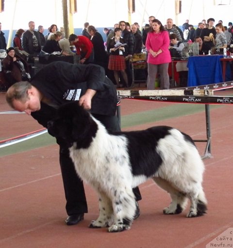 Фото: ньюфаундленд Rosa Mollis Baby Scratch My Back