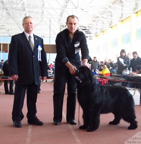Фото: ньюфаундленд Плюшевая Панда Роскошная Леди Диана (Plushevaya Panda Roskoshnaya Lady Diana)