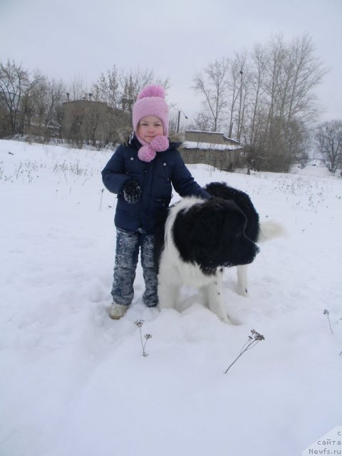Фото: ньюфаундленд Чинзано Асти от Сибирского Медведя