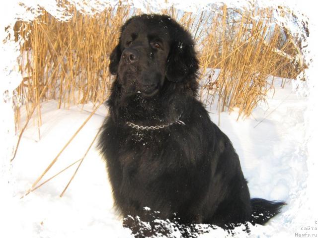 Фото: ньюфаундленд Арманьяк Души Моей