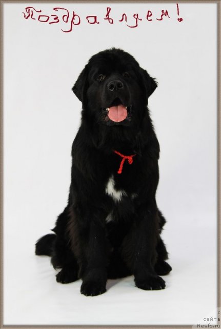 Фотография № 88939