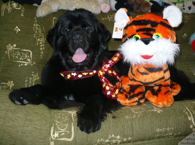 Фото: ньюфаундленд Антарио Блэк Стайл (Antario Black Style)