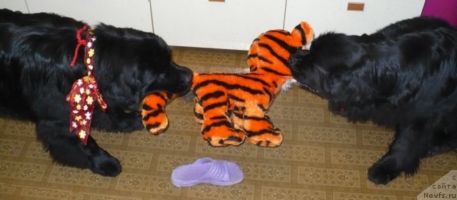 Фото: ньюфаундленд Супер Бизон Астория, ньюфаундленд Антарио Блэк Стайл (Antario Black Style)