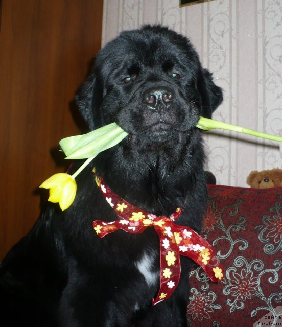 Фотография № 88944