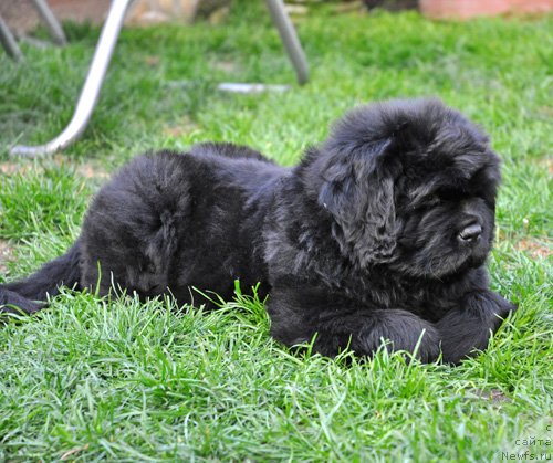 Фото: ньюфаундленд Very Fairweathers X'Got The Rhythm