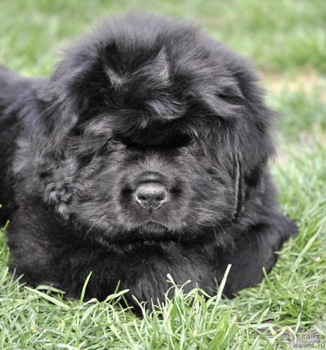 Фото: ньюфаундленд Very Fairweathers X'Got The Rhythm