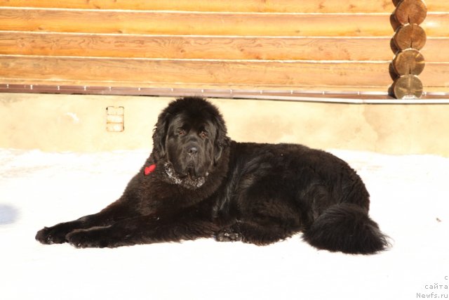 Фото: ньюфаундленд Very Fairweathers X'Got The Rhythm