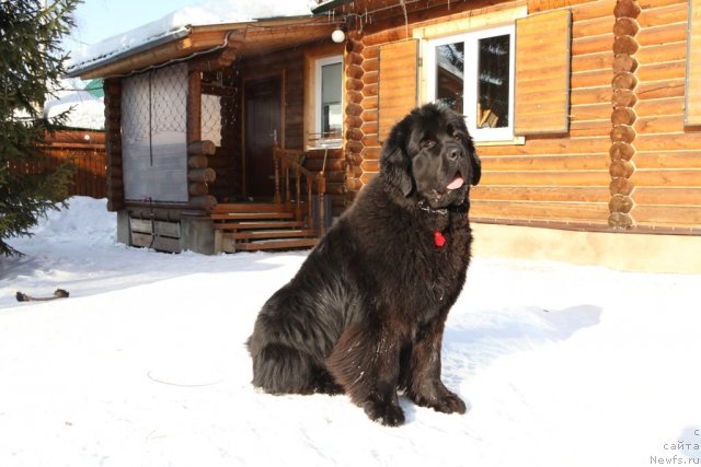 Фото: ньюфаундленд Very Fairweathers X'Got The Rhythm