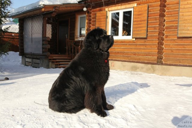 Фото: ньюфаундленд Very Fairweathers X'Got The Rhythm