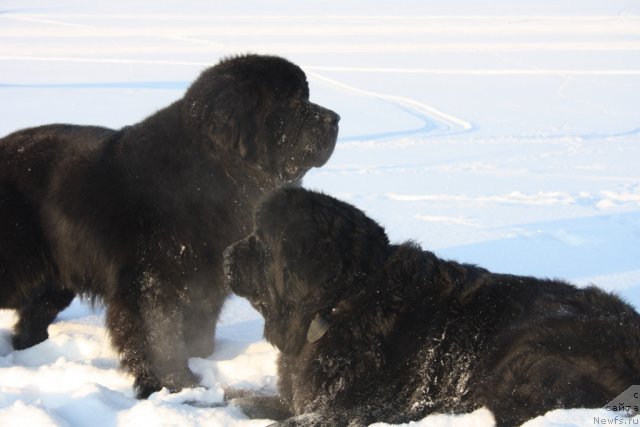 Фото: ньюфаундленд Бегущая по Волнам Зеро Коол, ньюфаундленд Fortuna of Giant's Island