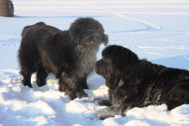 Фото: ньюфаундленд Бегущая по Волнам Зеро Коол, ньюфаундленд Fortuna of Giant's Island