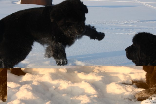 Фото: ньюфаундленд Бегущая по Волнам Зеро Коол, ньюфаундленд Fortuna of Giant's Island