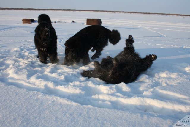 Фото: ньюфаундленд Бегущая по Волнам Зеро Коол, ньюфаундленд Fortuna of Giant's Island, ньюфаундленд Глория Гранд Блек