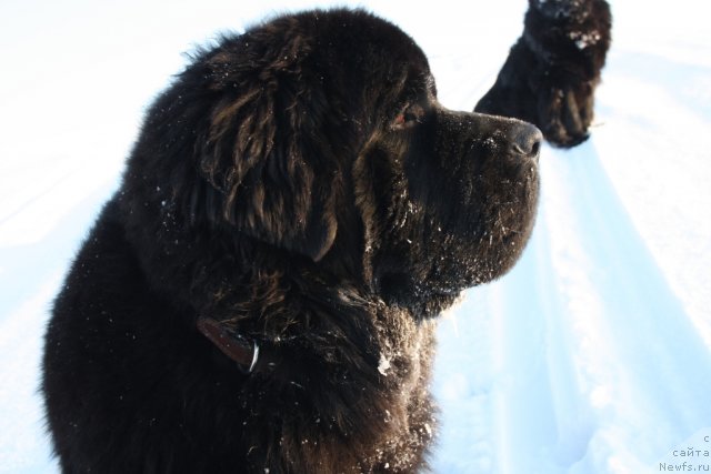Фото: ньюфаундленд Бегущая по Волнам Зеро Коол