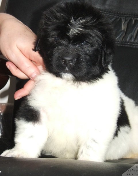 Фото: ньюфаундленд Плюшевая Панда Хлоя (Plushevaya Panda Chloe)