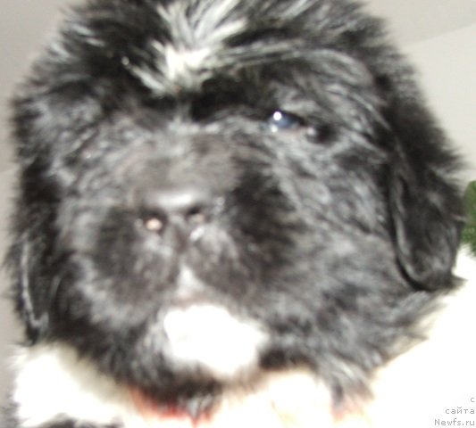 Фото: ньюфаундленд Плюшевая Панда Хлоя (Plushevaya Panda Chloe)