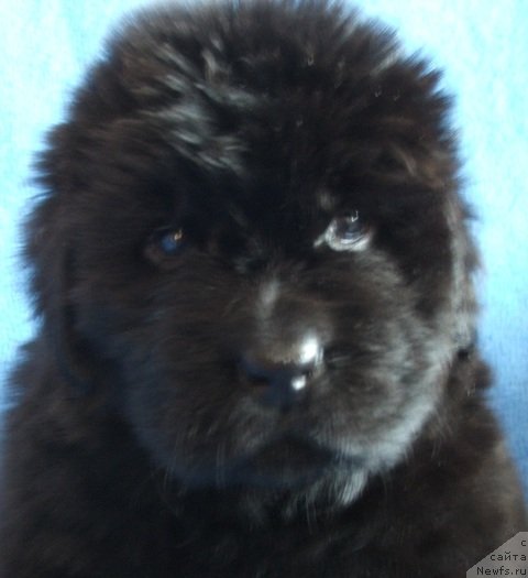 Фото: ньюфаундленд Плюшевая Панда Хайфа (Plushevaya Panda Chajfa)