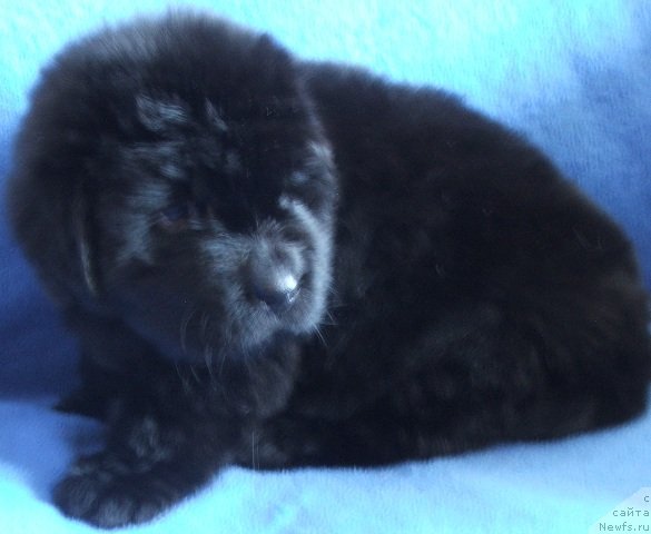 Фото: ньюфаундленд Плюшевая Панда Хайфа (Plushevaya Panda Chajfa)