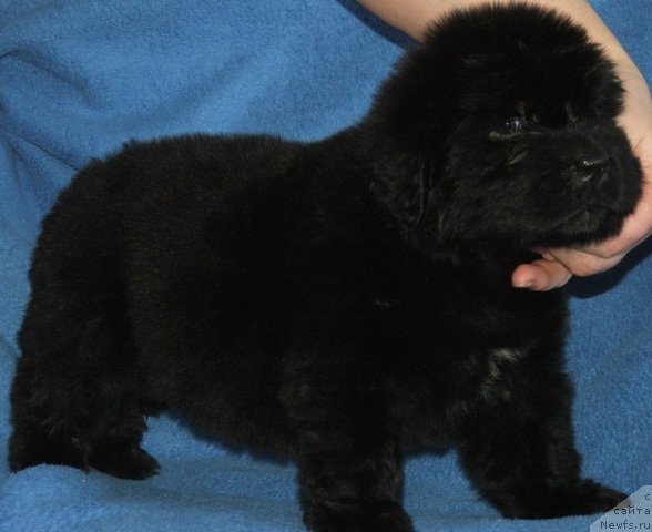 Фото: ньюфаундленд Плюшевая Панда Харизма (Plushevaya Panda Charisma)