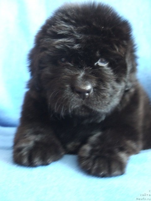 Фото: ньюфаундленд Плюшевая Панда Харизма (Plushevaya Panda Charisma)