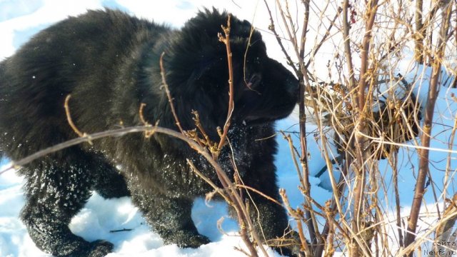 Фото: ньюфаундленд Фанньюф Тинкербель Сказочная Принцесса