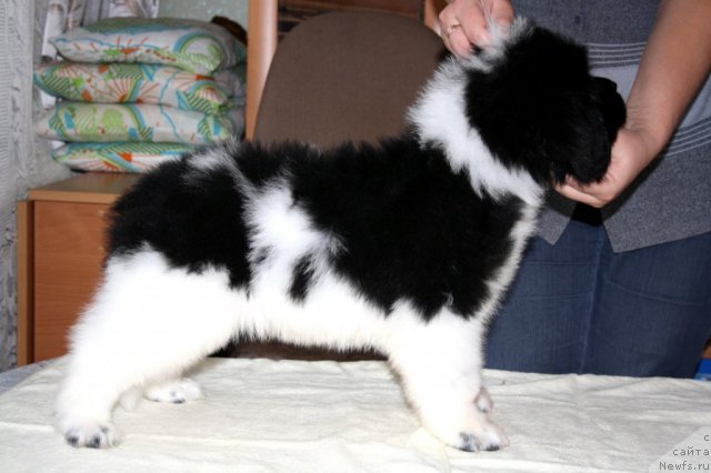 Фото: ньюфаундленд Черный Шарм Веллингтон