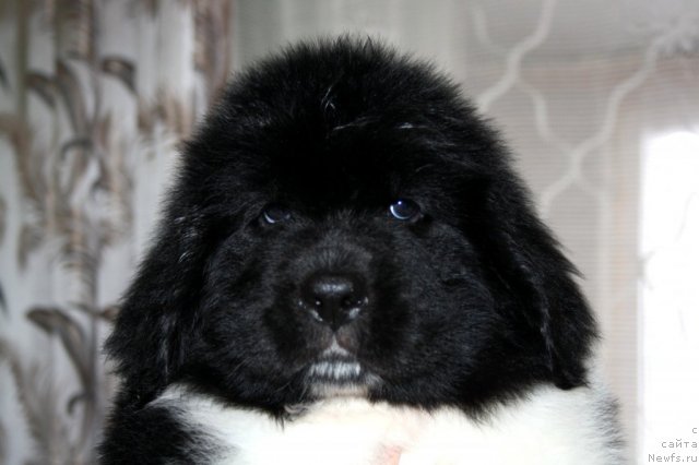 Фото: ньюфаундленд Черный Шарм Веллингтон