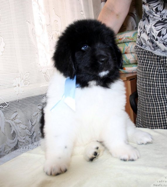 Фото: ньюфаундленд Черный Шарм Вавилон