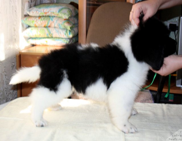 Фото: ньюфаундленд Черный Шарм Ванкувер