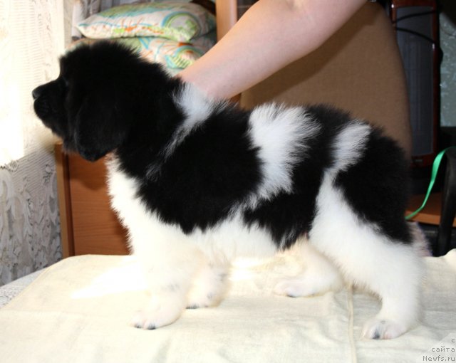 Фото: ньюфаундленд Черный Шарм Ванкувер