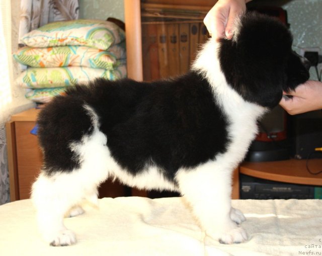 Фото: ньюфаундленд Черный Шарм Виртуоз