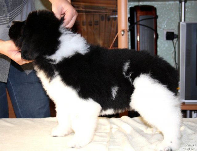 Фото: ньюфаундленд Черный Шарм Виртуоз