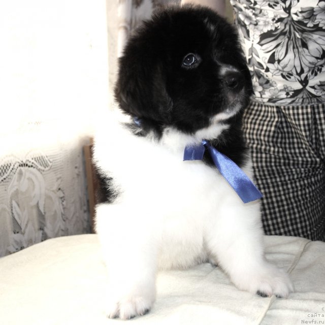 Фото: ньюфаундленд Черный Шарм Виртуоз