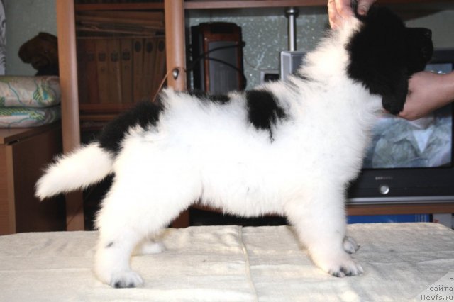 Фото: ньюфаундленд Черный Шарм Венесуэла