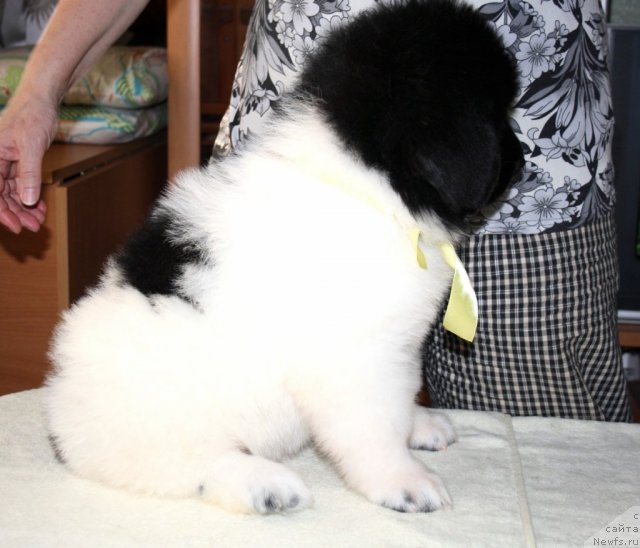 Фото: ньюфаундленд Черный Шарм Венесуэла