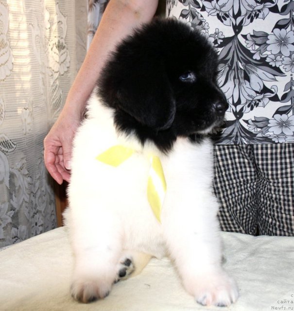 Фото: ньюфаундленд Черный Шарм Венесуэла