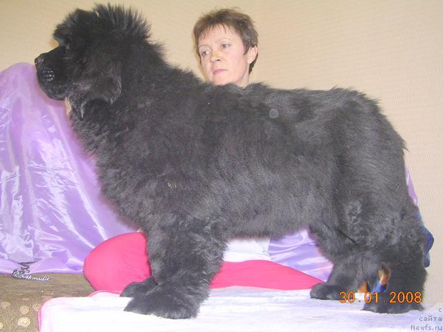 Фото: ньюфаундленд Жолли Вандерфулл из Медвежьего Яра (Zholli Wonderfull iz Medvejyego Yara)