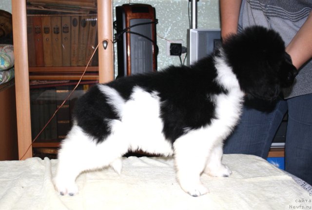 Фото: ньюфаундленд Черный Шарм Венгрия