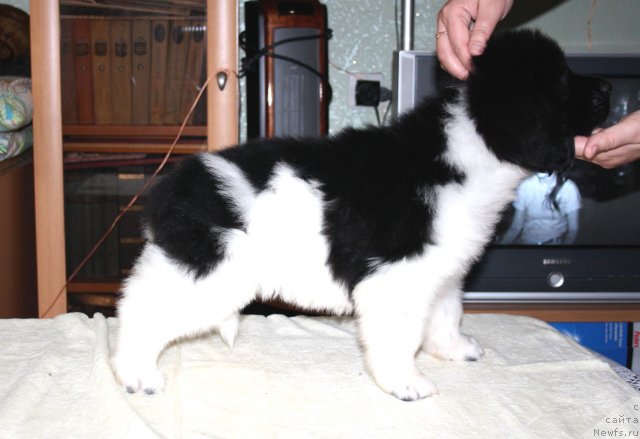 Фото: ньюфаундленд Черный Шарм Венгрия