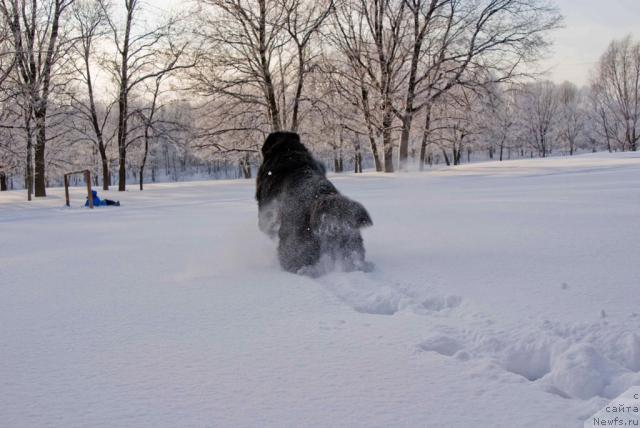 Фото: ньюфаундленд Юган с Тоянова Городка (Ygan s Toyanova Gorodka)