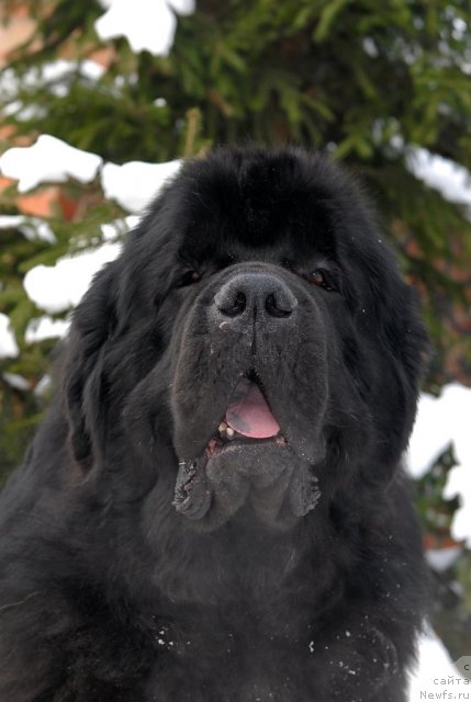 Фотография № 89106