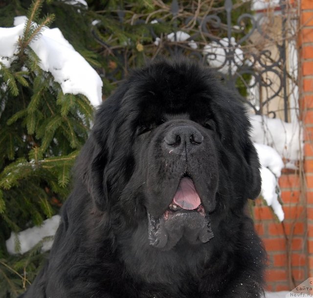 Фотография № 89107