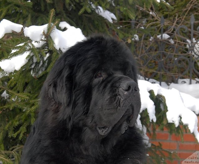 Фотография № 89108