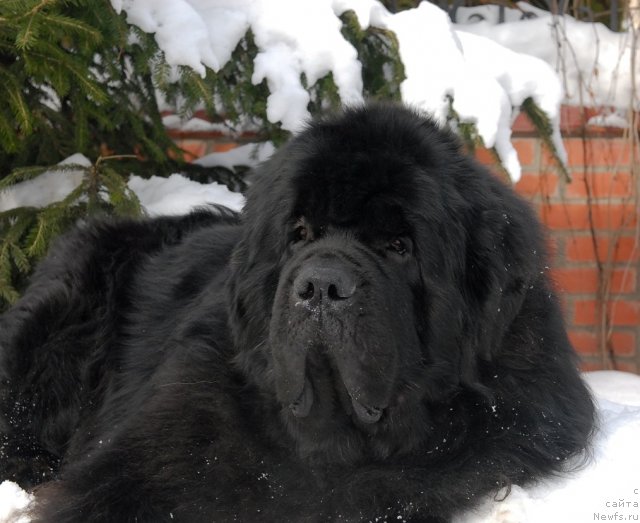 Фотография № 89109