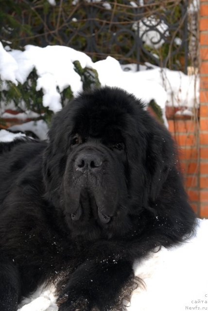 Фотография № 89110